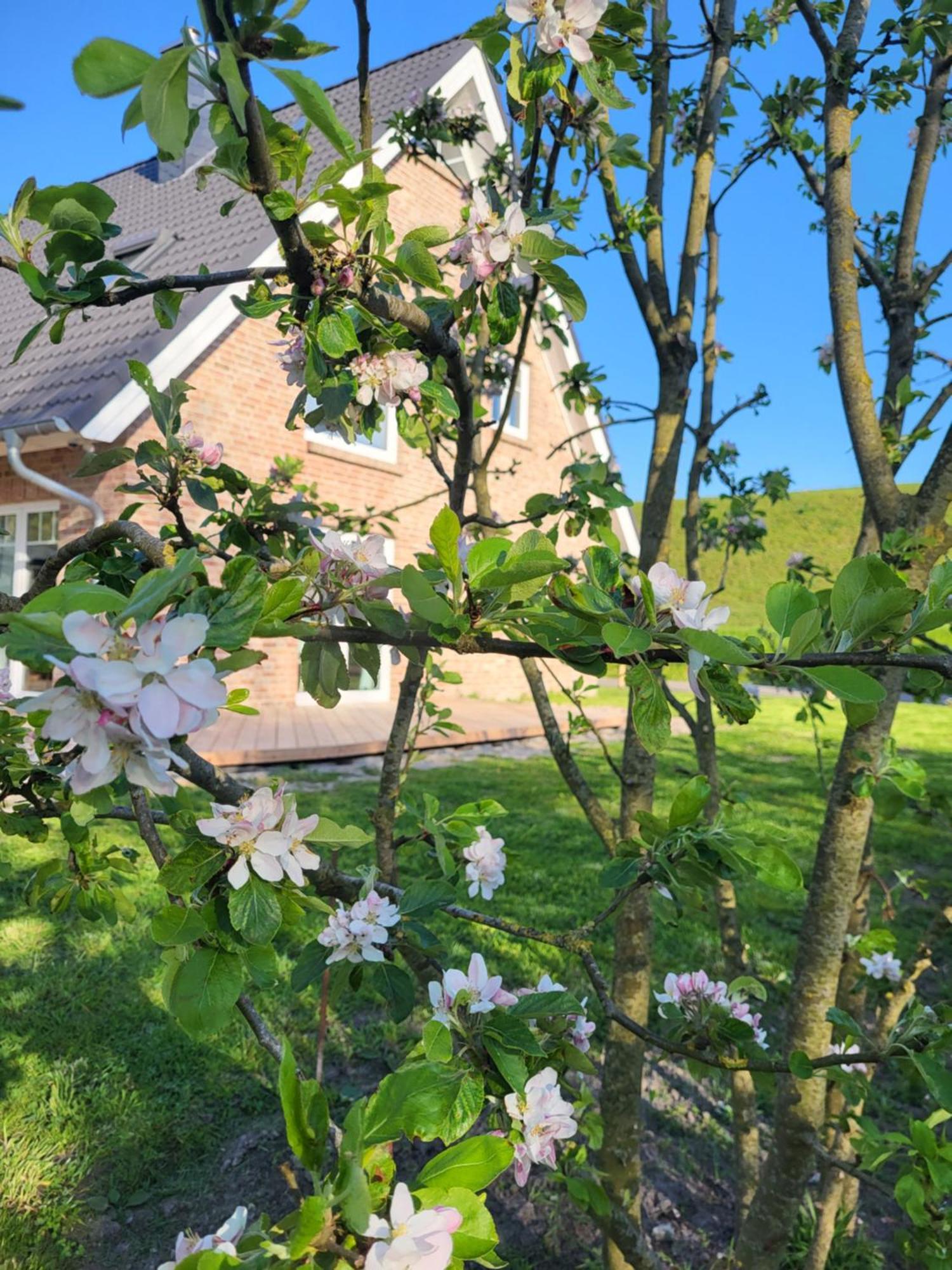 Apartament Friesenperle Tönning Zewnętrze zdjęcie